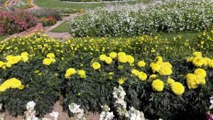 ये किस्से तो कुछ अपने लगते हैं