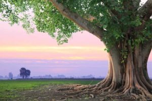 साँझ का एक टुकड़ा