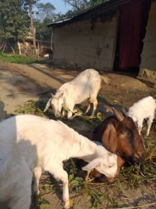 बदलता जीवन