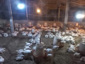 लॉकडाउन में है नौकरी पर खतरा? गाँव लौटिये और सबसे कम पूँजी का सफल बिजनेस कीजिये