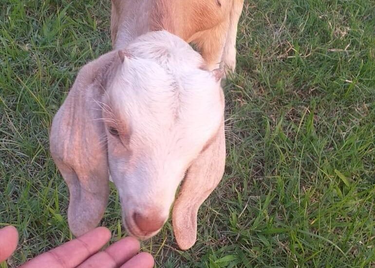 Sirauna High School Field