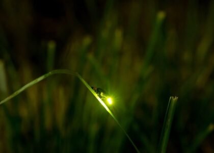 firefly