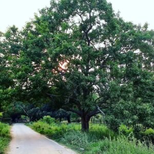 मिलता नहीं है यारों मंज़िल का निशां