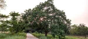 ये इश्क़ भी बड़ा अजीब है