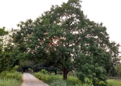 The Sunset View Point in Sirauna