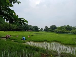 संस्कृति से अलगाव की विकृत मानसिकता ही मानवीय संवेदनाओ के पतन का प्रमुख कारण है