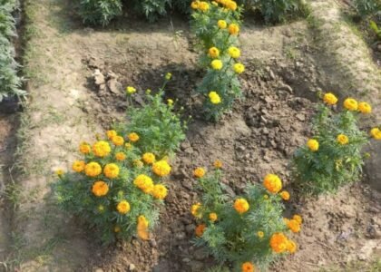 Life is very beautiful