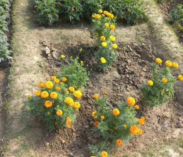 Life is very beautiful